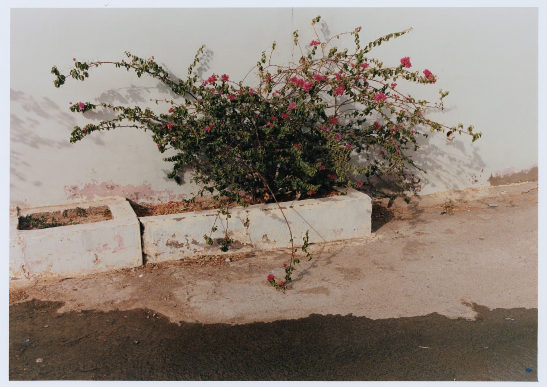 Bougainvillea against a whitewashed wall, photographed for MY Magazine